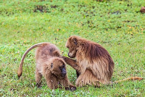 Ethiopia. North Gondar. Simien Mountains National Park. Pair of Gelada baboons grooming each other. Art Print